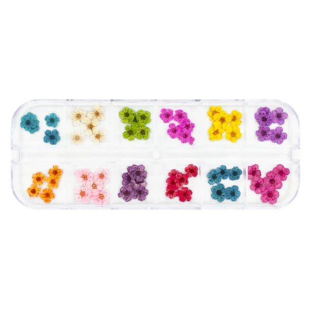 Daily Charme Pressed Dry Natural Petal Flower Set
